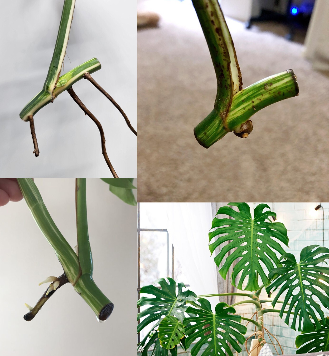 12+ Monstera Albo Cutted For Plant Garden Plantation gallery