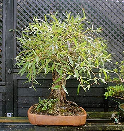 Bonsai Globe Willow Tree - Large Thick Trunk Cutting - Naturally Round gallery