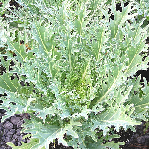 White Russian Kale Seeds | Non-GMO | Free Shipping | Seed Store | 1100 gallery