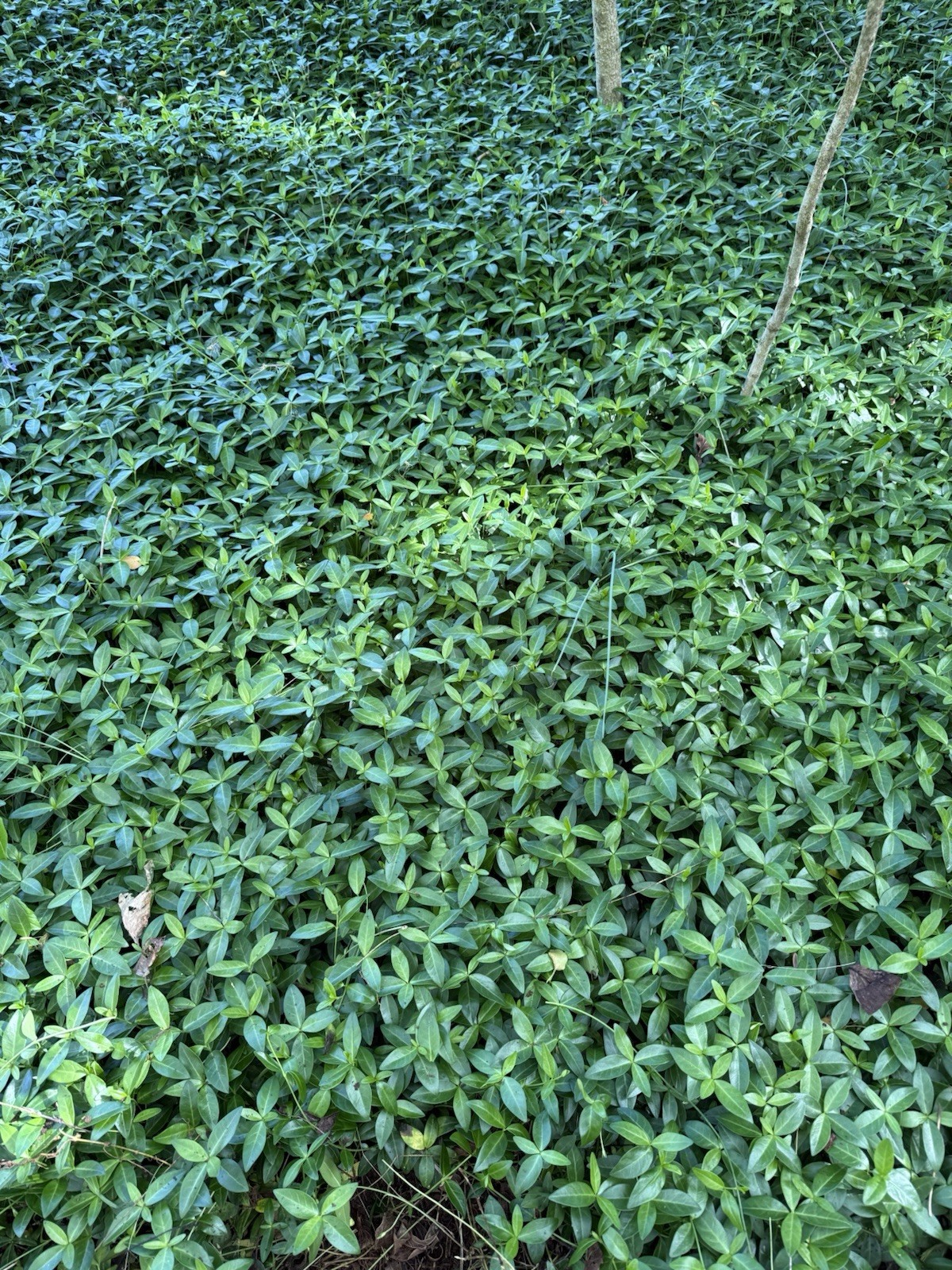 200 Periwinkle Plants Walk on Ground Cover. Vinca Minor. Bare Root Plants gallery