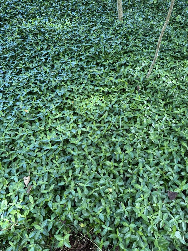 200 Periwinkle Plants Walk on Ground Cover. Vinca Minor. Bare Root Plants