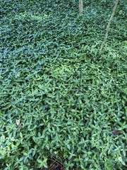 200 Periwinkle Plants Walk on Ground Cover. Vinca Minor. Bare Root Plants