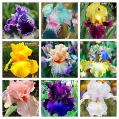 30pcs Mixed Color Rare Iris Flower Seeds – Perennial Beauteous Blooms
