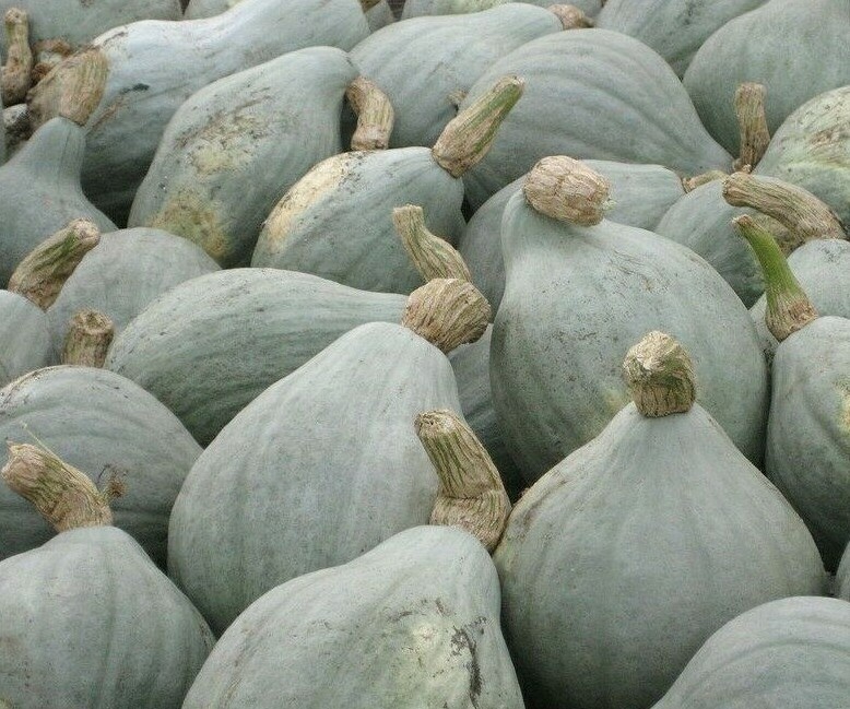 BLUE HUBBARD WINTER SQUASH SEEDS 10+ Vegetables GARDEN healthy FREE SHIPPING gallery