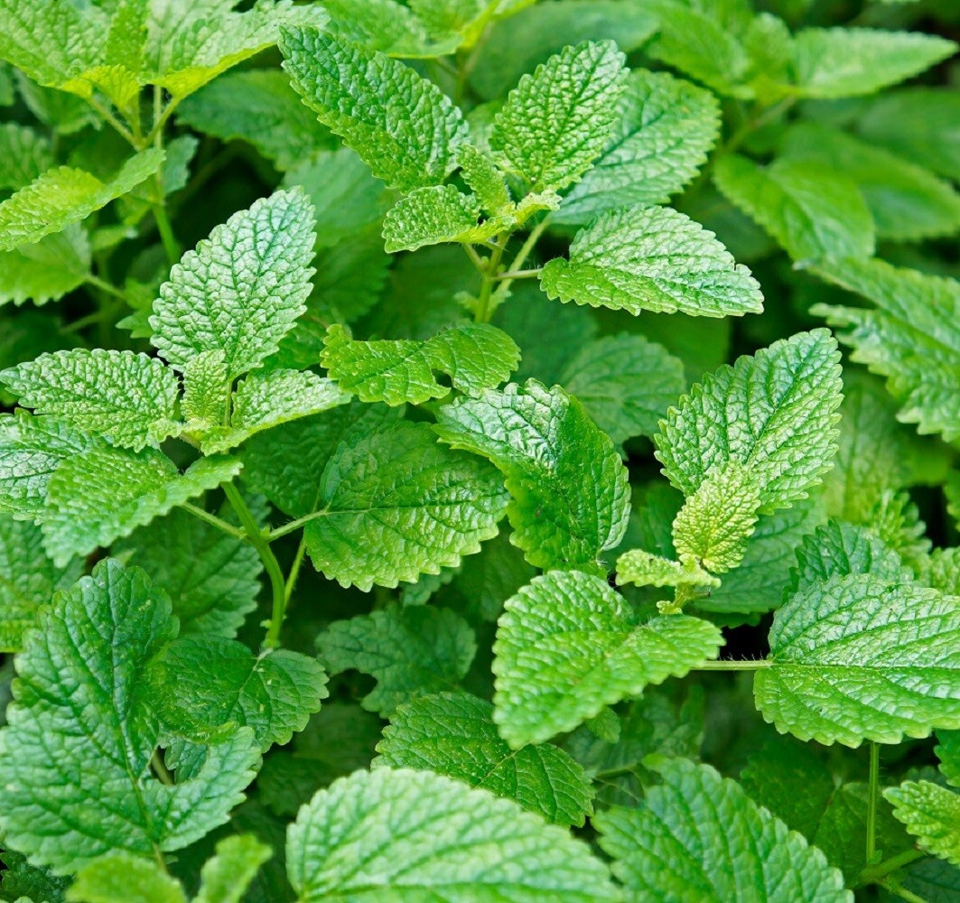 Lemon Mint Seeds | Non-GMO | Heirloom | Fresh Herb Garden Seeds gallery