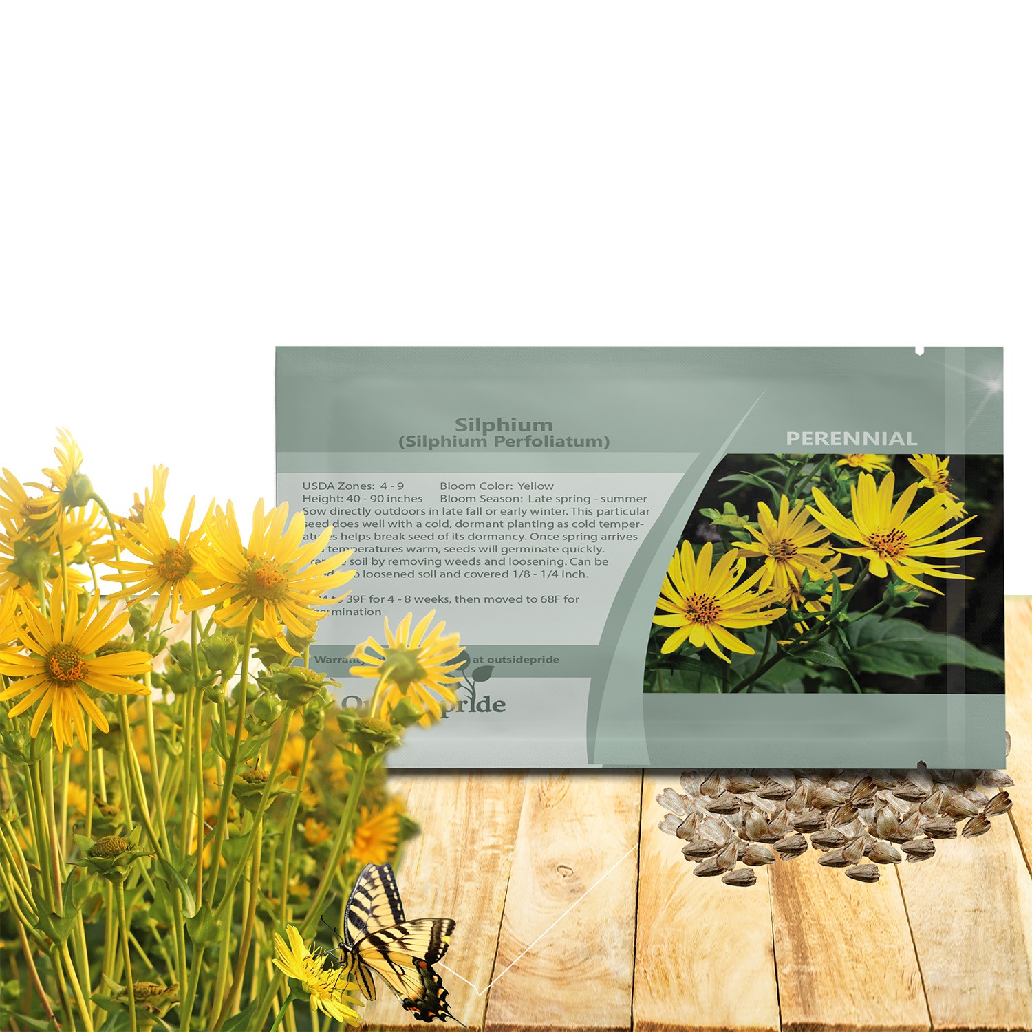 200 Seeds Silphium Seed - Cup Plant Flower Seeds gallery