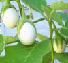 Solanum ovigerum | Easter Egg Plant | 10 Seeds gallery
