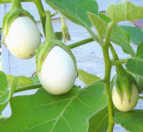 Solanum ovigerum | Easter Egg Plant | 10 Seeds gallery