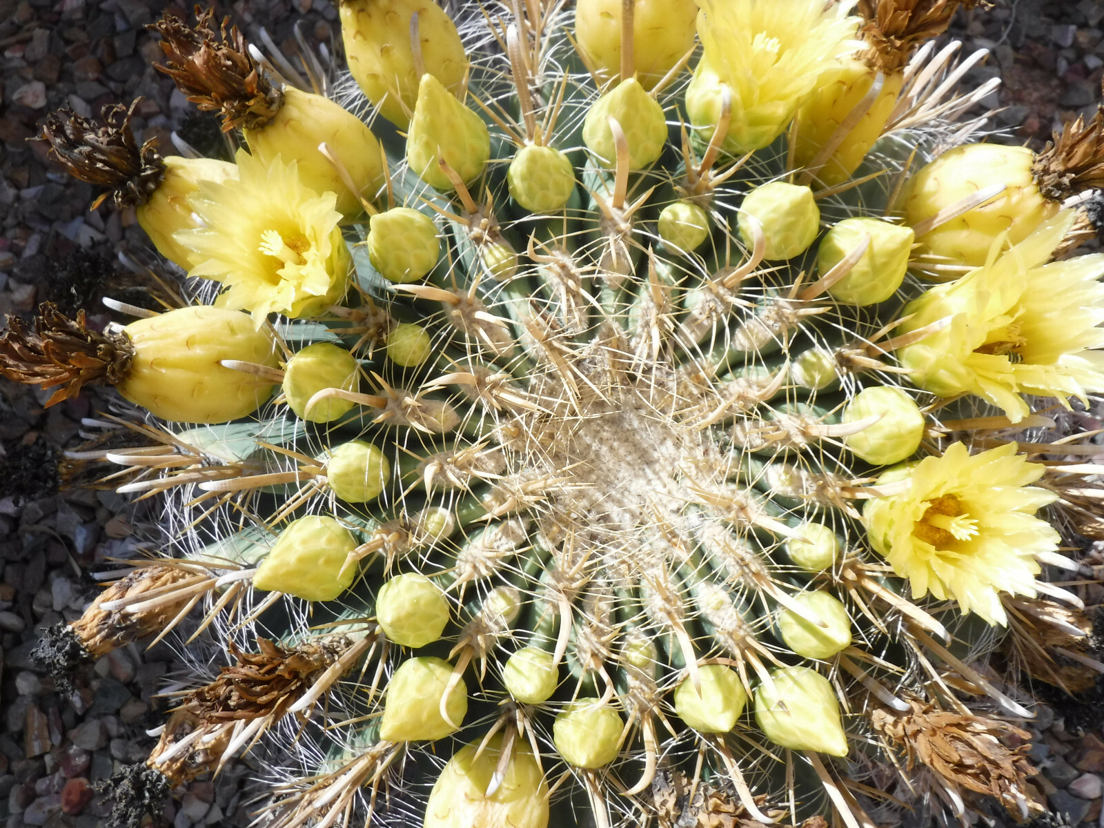 Ferocactus wislizeni "Fishhook Barrel" Cactus YELLOW SPINES/FLOWERS! 5"-6" Wide gallery