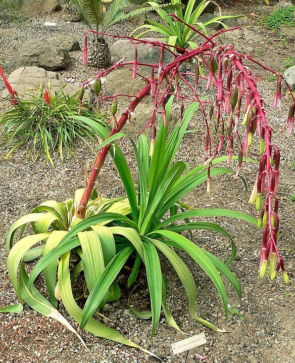 Beschorneria albiflora | White-Flowered Beschorneria | 5 Seeds gallery