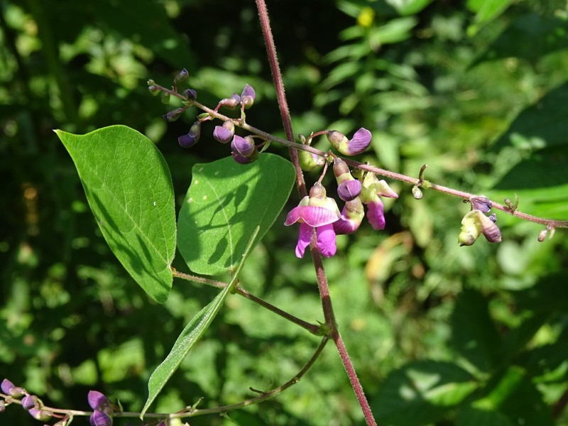 Phaseolus polystachios Thicket Bean 5 seeds from 2022 Native perennial bean gallery