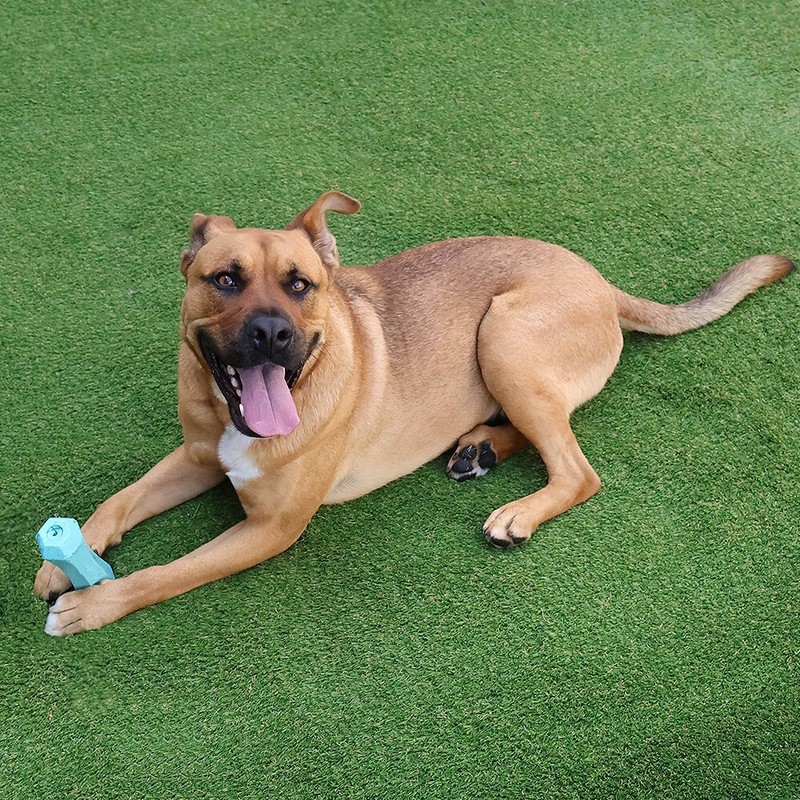 Premium Artificial Synthetic Turf Grass for Indoor/Outdoor Use (Various Sizes) gallery