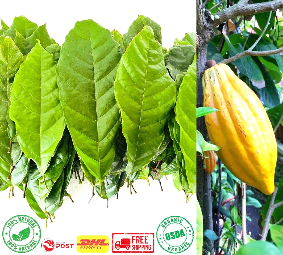 Dried Cocoa Leaves 100% Pure & Fresh Ceylon Chocolate Theobroma Cacao Organic gallery