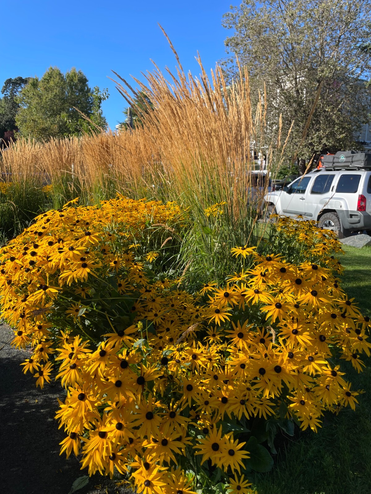 Calamagrostis x acutiflora | Feather Reed Grass | 20 Seeds gallery
