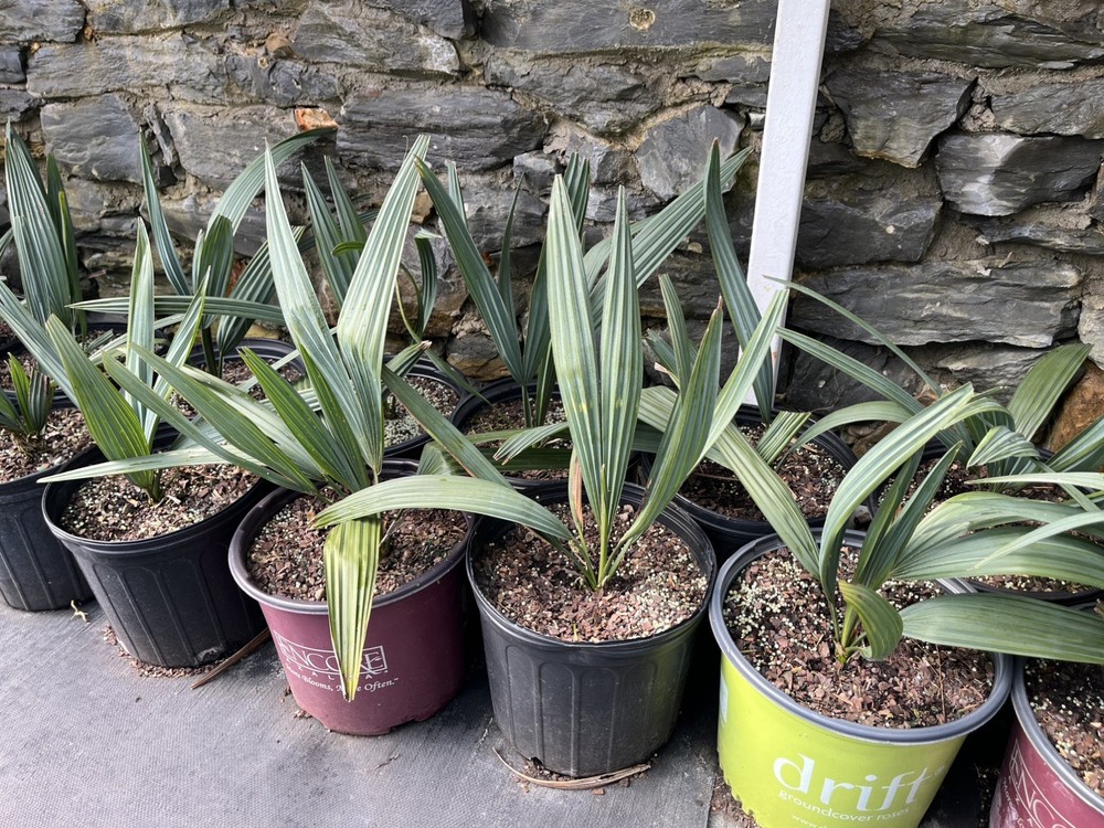 Sabal minor 3 Gallon – Split Leaf – Cold Hardy Palm