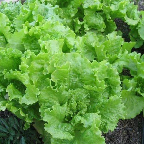 Black Seeded Simpson Lettuce Seeds | 500 Seeds | Non-GMO | Free Shipping | 1106 gallery