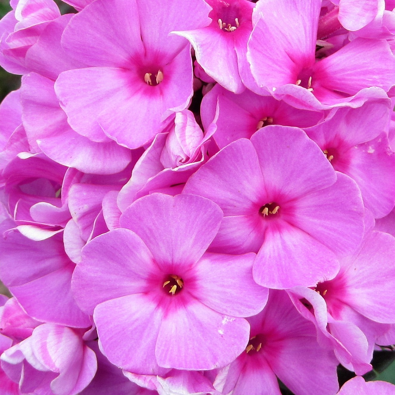 Phlox Eva Cullum 1 Root - Summer Fragrant Pink Blooms in Sun gallery