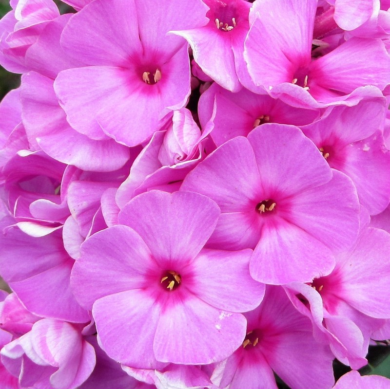 Phlox Eva Cullum 1 Root - Summer Fragrant Pink Blooms in Sun gallery