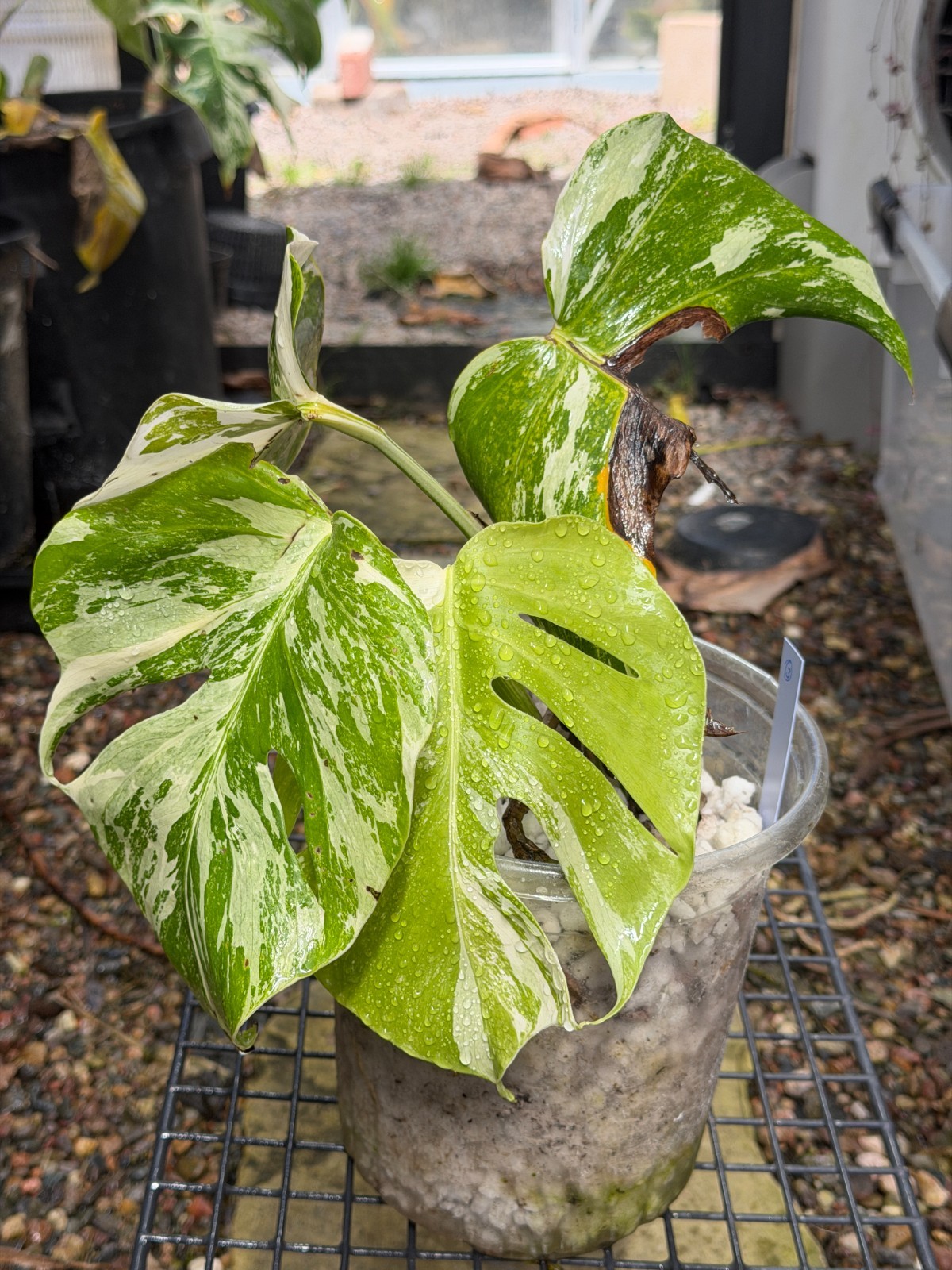 Monstera Albo Plant High Marble Variegation FREE SHIPPING gallery