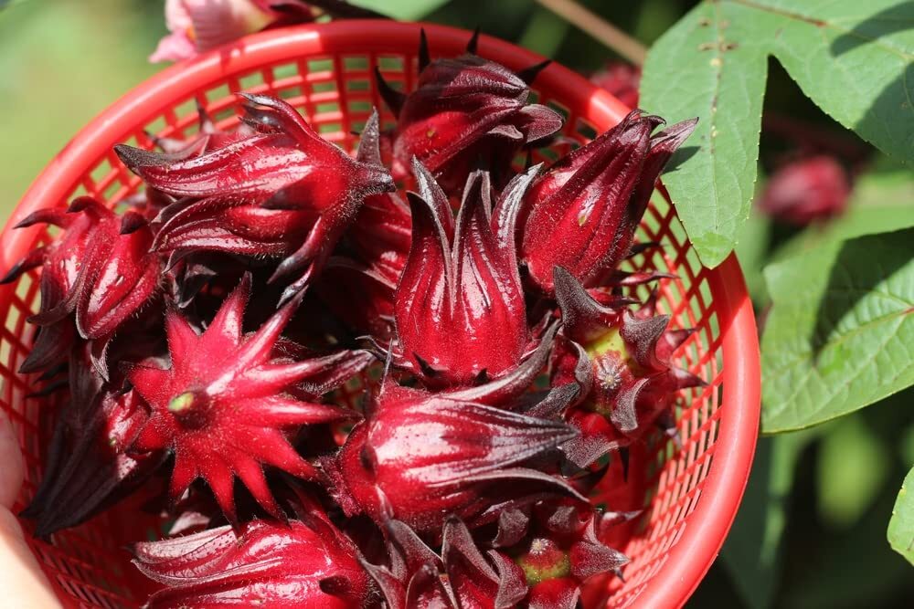 50+ Red Roselle Seeds (Hibiscus sabdariffa) - Asian Sour Leaf - Ships from Iowa, gallery