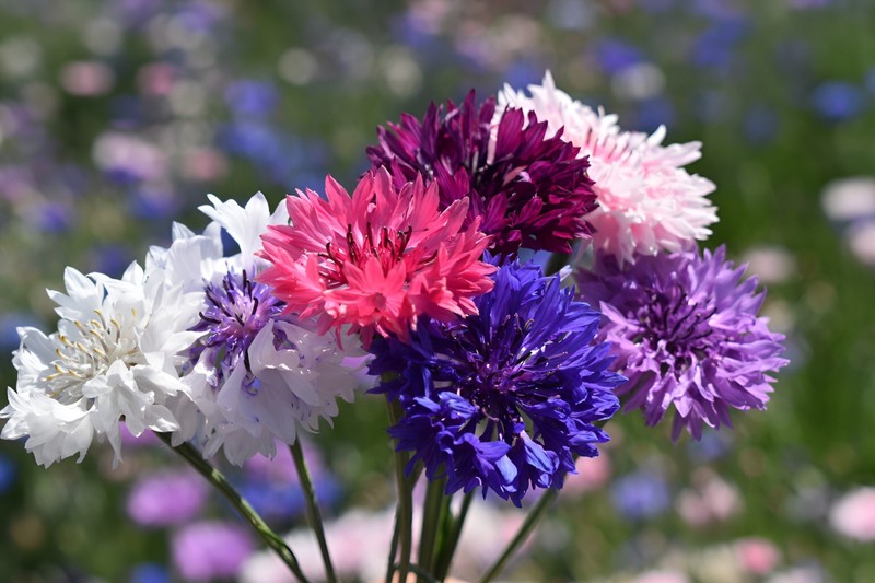 625 Bachelor Button "Polka Dot Mix" Seeds - Colorful Annual WIldflower Mix gallery