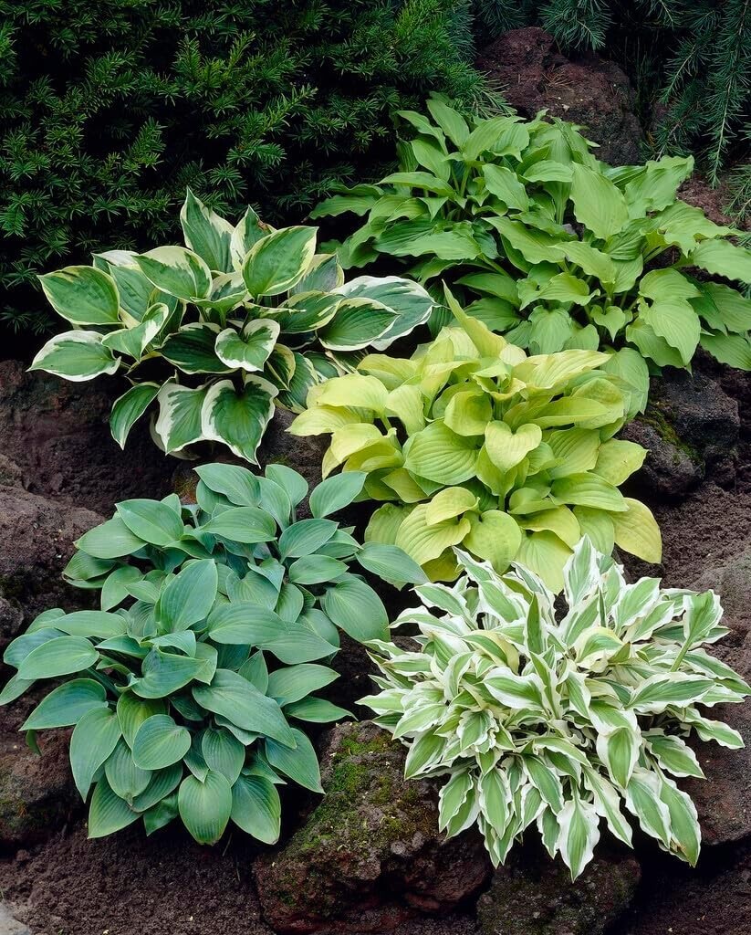 6 Mixed Hosta Plant Roots for Growing - Gardners Mix (6 Hosta Roots) gallery