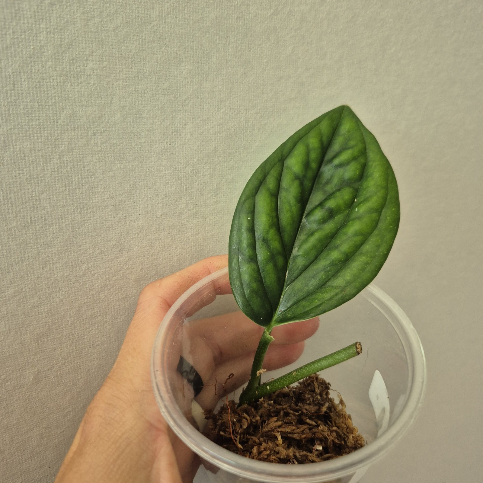 Monstera Peru - Monstera karstenianum - Starter Plant - 2.5 Inch gallery