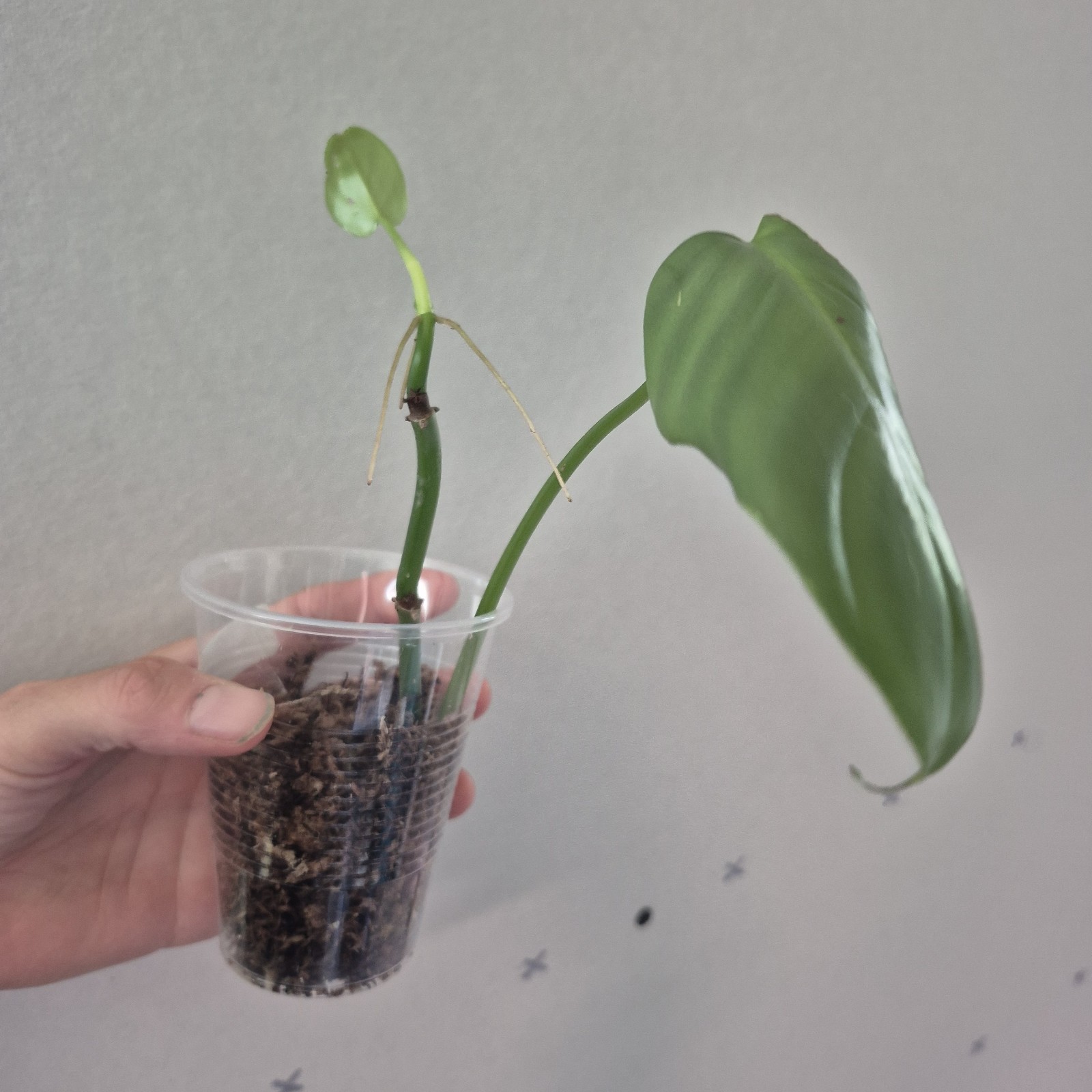 UNKNOWN Philodendron NOID - rooted tropical Indoors live plant 3 Inch Cup gallery