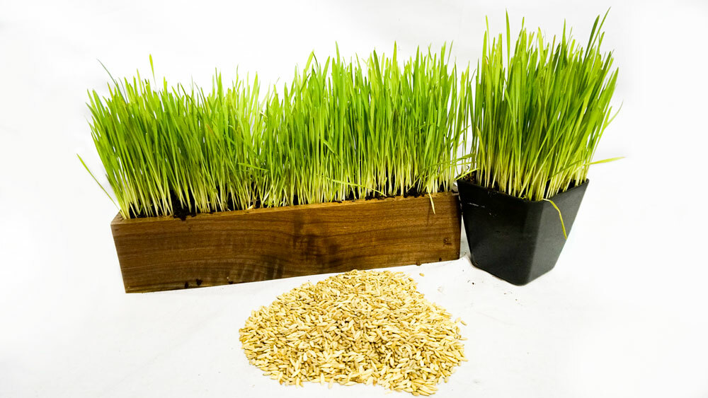 Thunder Acres Cat Grass Blend - Wheat, Barley, Oats, and Rye Seed Mix - Non-GMO gallery