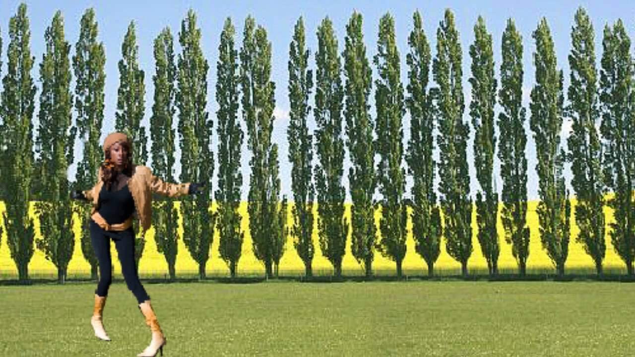 5 Lombardy Poplar Trees - Rare and Unique Privacy Tree - Very Fast Growing gallery