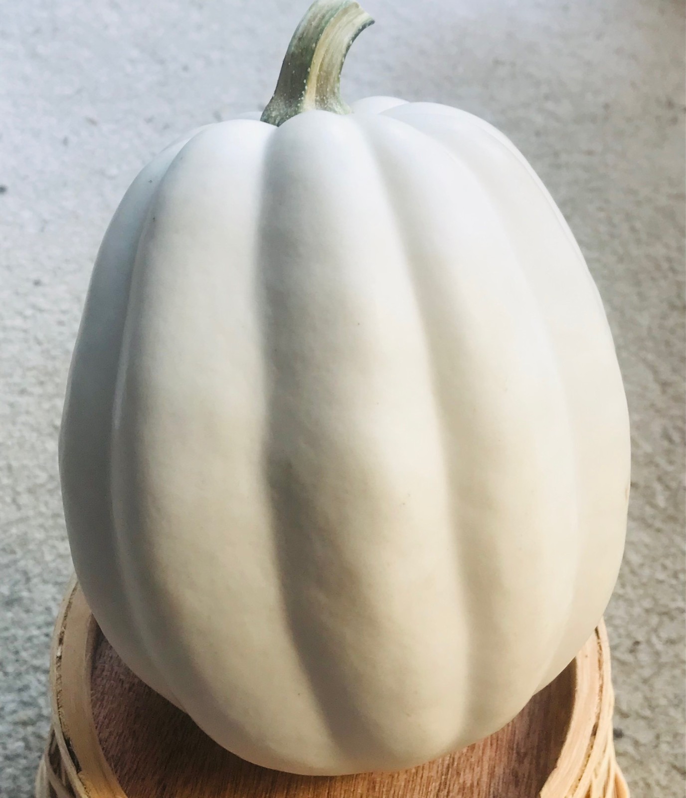 25 WHITE ACORN Winter Squash Seeds Fresh Picked Maturity 80~100 Days Full Sun gallery