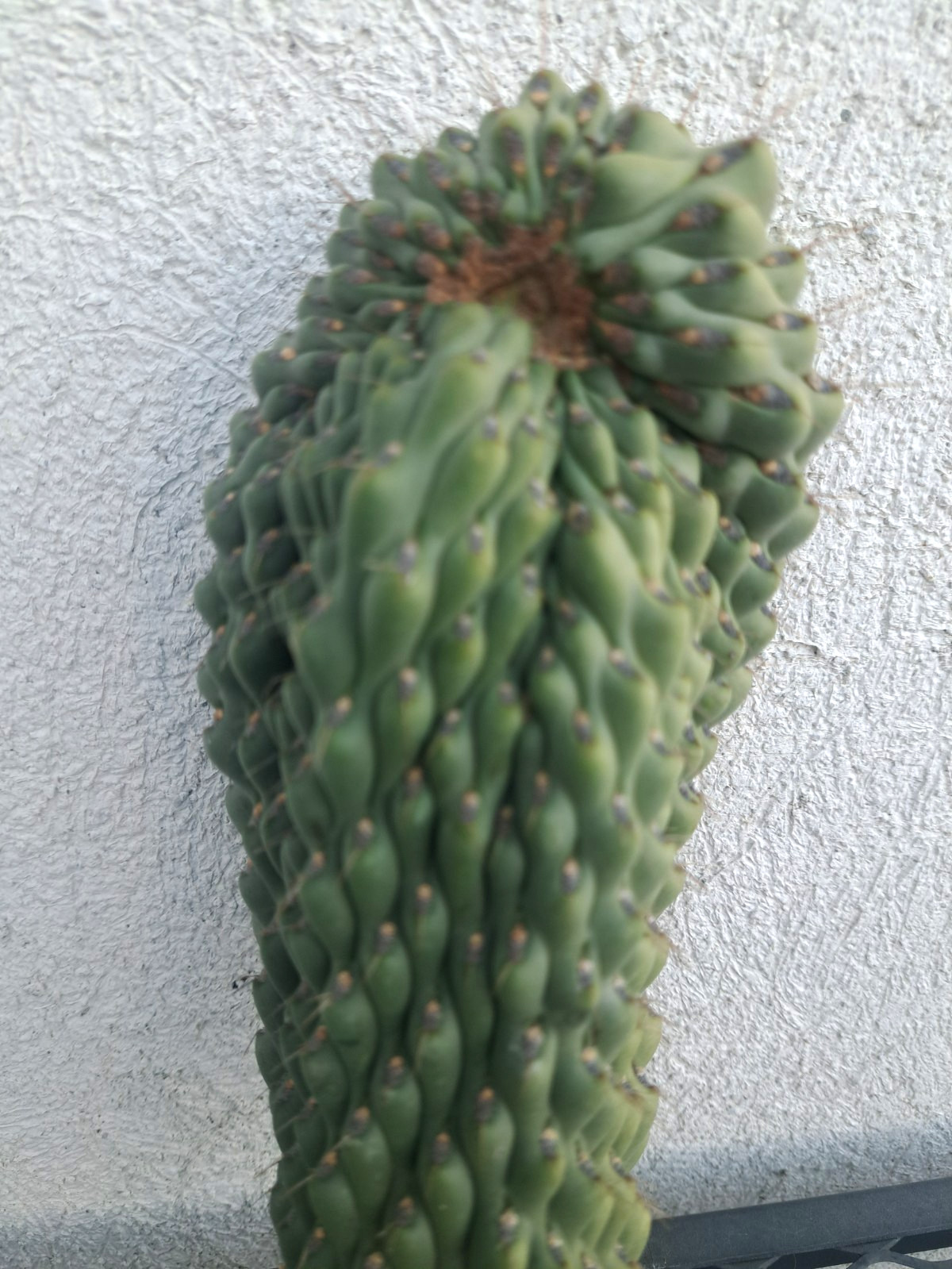 Opuntia Fulgida Cristata Cactus Unrooted Cutting H10 ^626 gallery
