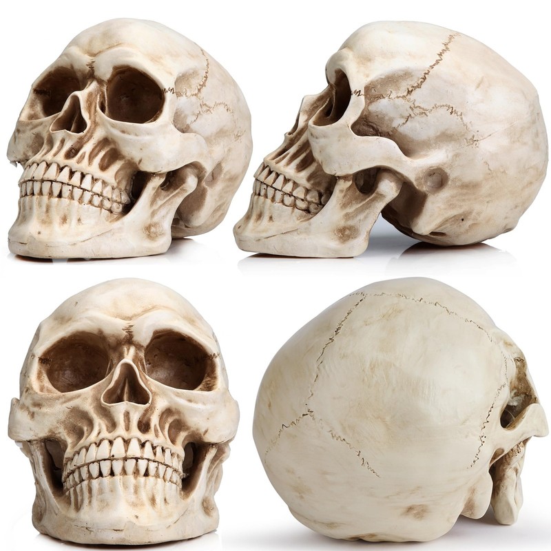 READAEER Life Size Resin Skull, Large Size Adult Skull Head Model for Home Decor gallery