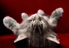 Napping Cat Kitten On Back Gray Tabby Blank Note Cards – Set of 4
