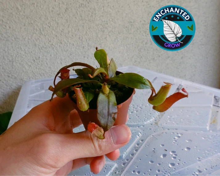 Nepenthes Bloody Mary Carnivorous Pitcher Plant 2" Potted Lush gallery