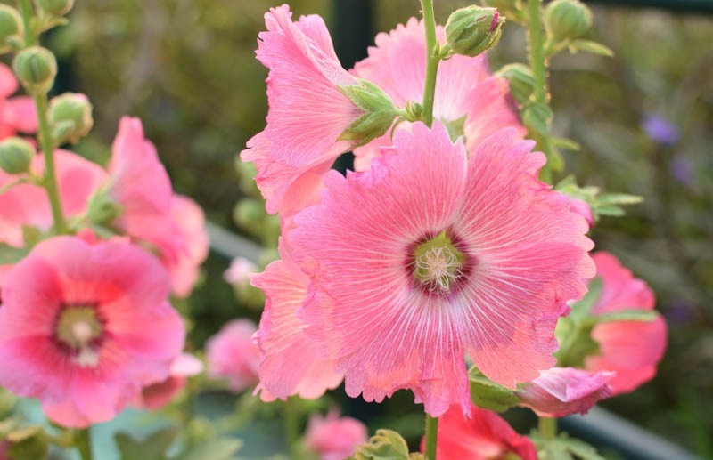 Alcea rosea Single Pink | 20_Seeds gallery
