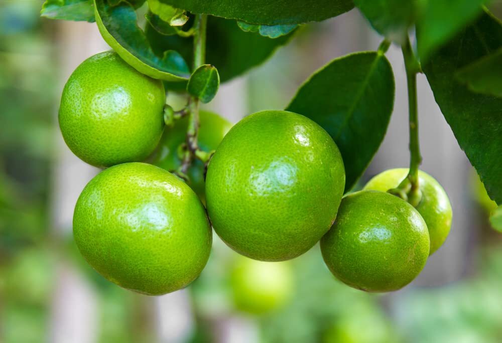 Lia's Lime Tree Seeds - Fast Growing Key Lime Tree Seeds - 20+ Fresh Seeds gallery
