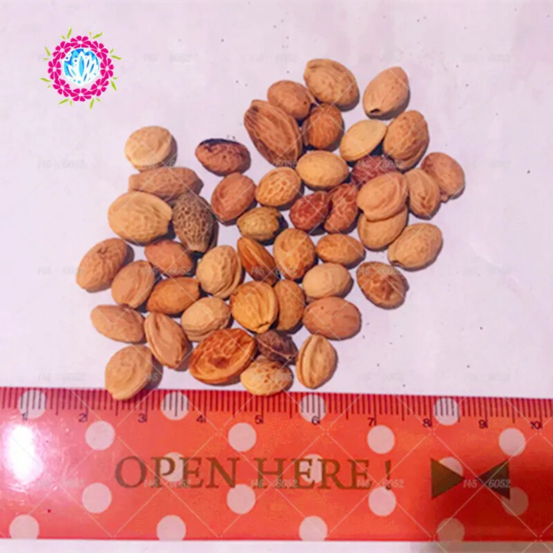 20 EXOTIC rare CHERRY TREE SEEDS for garden flower bloom blossom USA SELLER USPS gallery
