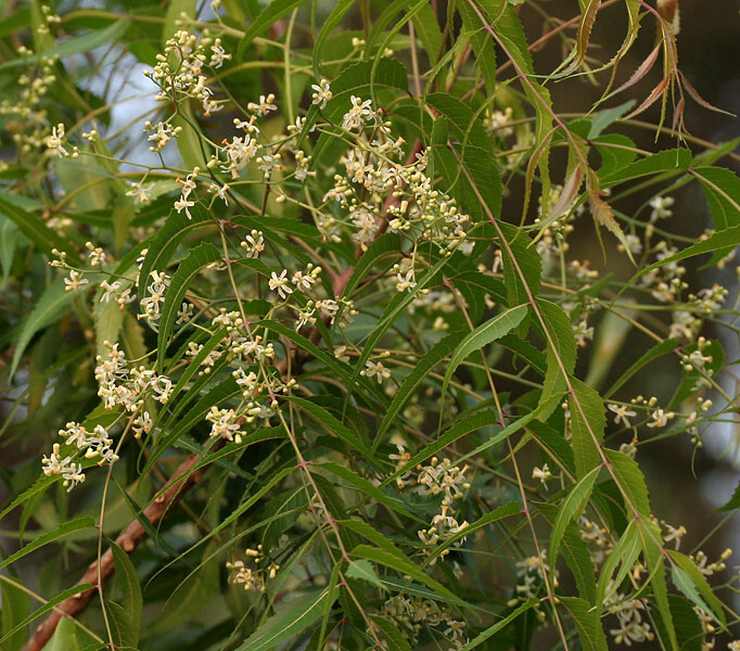Azadirachta indica NEEM TREE Seeds! gallery