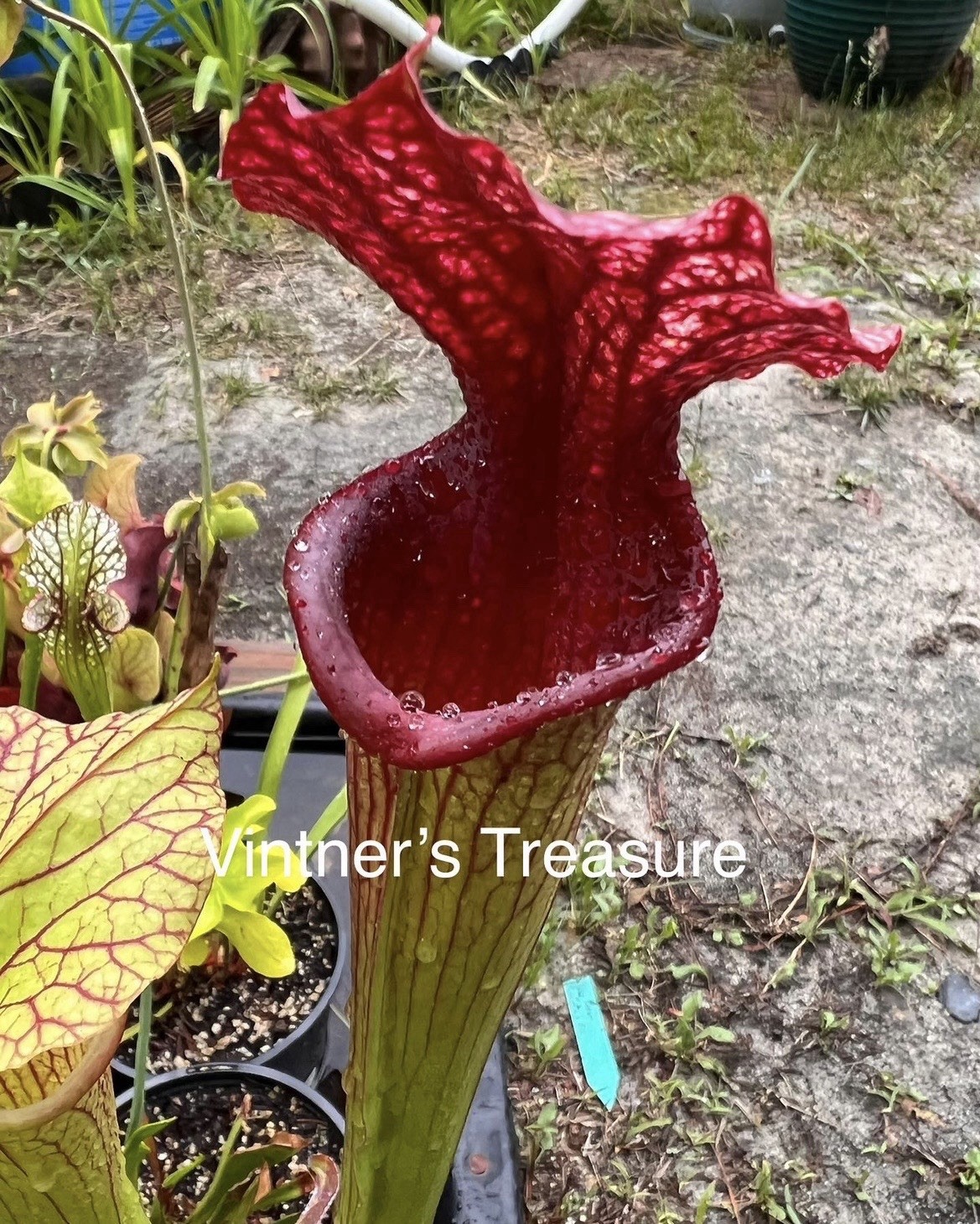 Sarracenia Vintner’s Treasure gallery