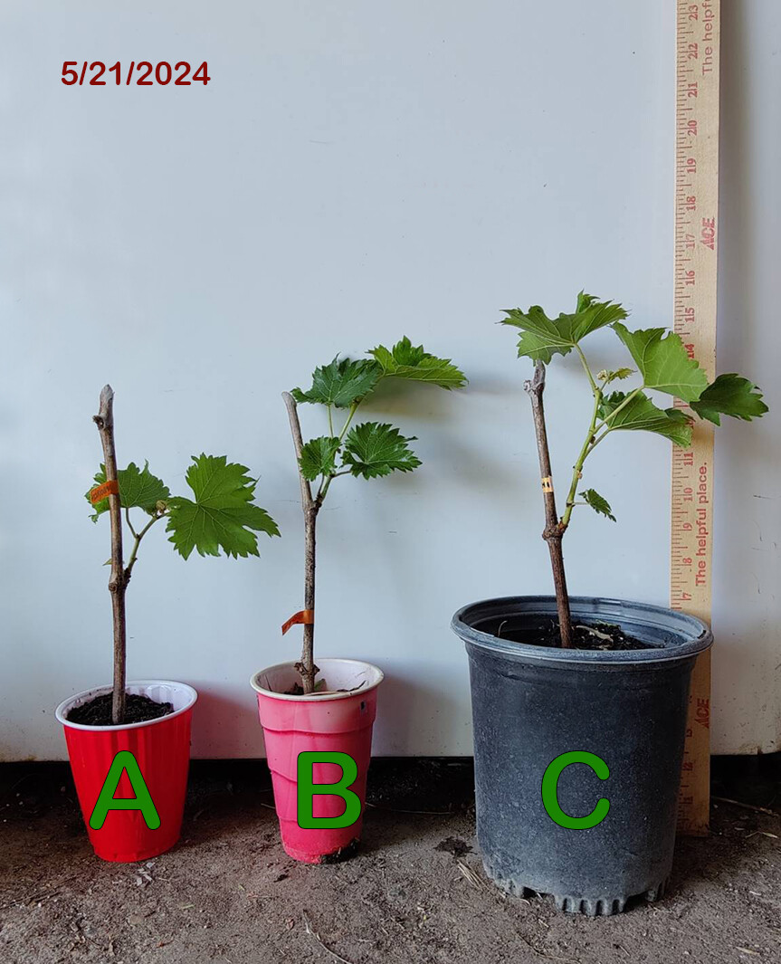 1 (One) Live "CHAMBOURCHIN" GRAPE PLANT ROOTED about 8-14" tall. gallery