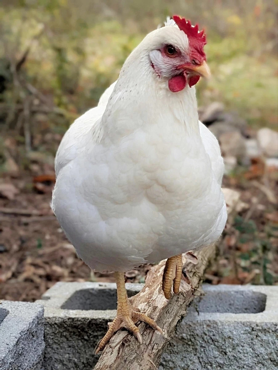 Restocking Crushed Egg Shells Free Range Garden Chicken Brown Vacuum Sealed Bag gallery