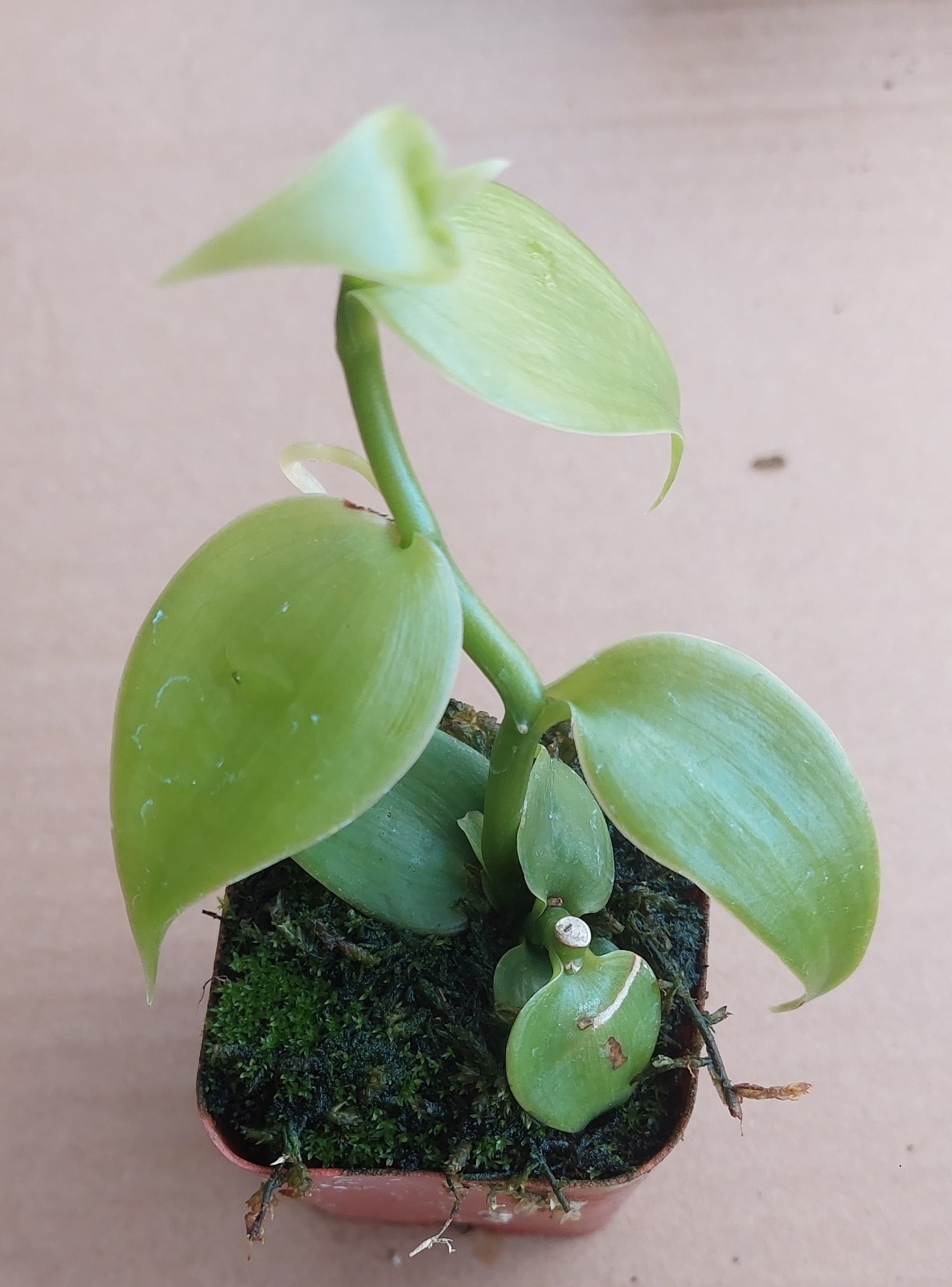 Vanilla Bean Orchid - Vanilla planifolia ROOTED Live Plant in a Pot gallery