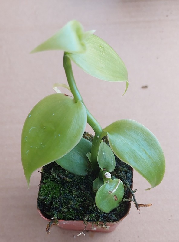 Vanilla Bean Orchid - Vanilla planifolia ROOTED Live Plant in a Pot gallery