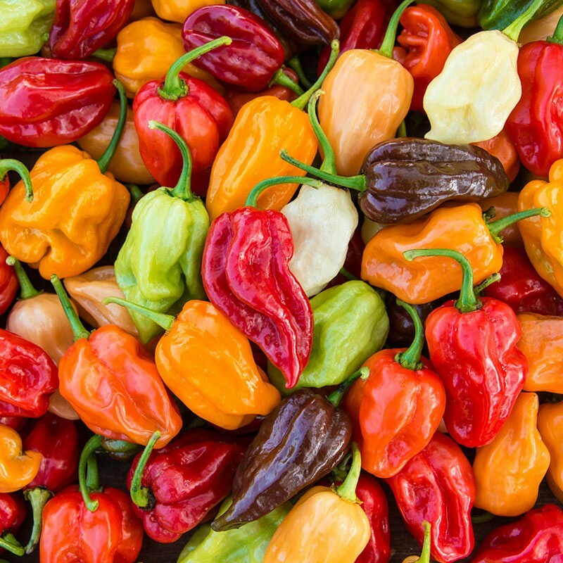 6 PACK PEPPER SEED COLLECTION ~ heirloomseedguy ~ 2026 ~ NON-GMO gallery