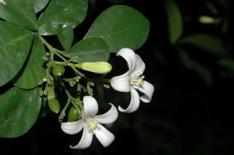 Murraya paniculata | Mock Orange Jasmine | Satinwood | 10_Seeds gallery