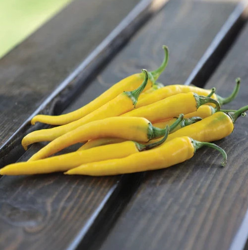 GOLDEN CAYENNE PEPPER SEEDS 50+ "YELLOW" SPICY vegetable GARDEN FREE SHIPPING gallery