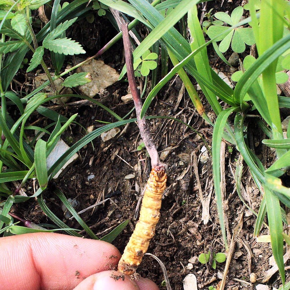 Cordyceps Sinensis Liquid Culture gallery