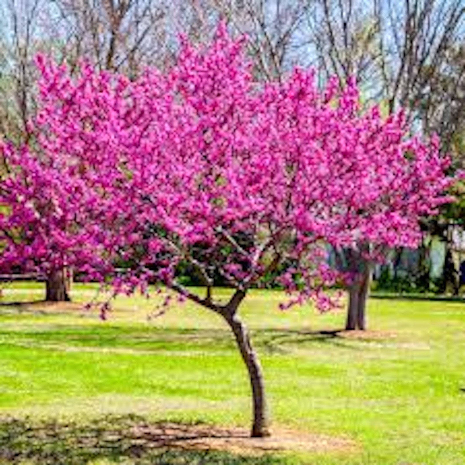 5 Eastern Redbud Tree 12-24" Tall Cercis canadensis Bare Root gallery