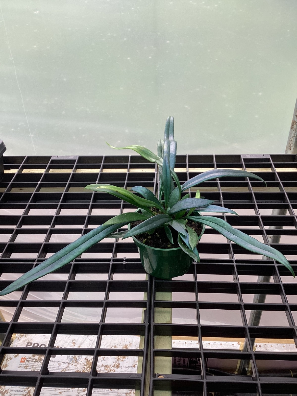 Blue Oil Fern - 4 inch pot gallery